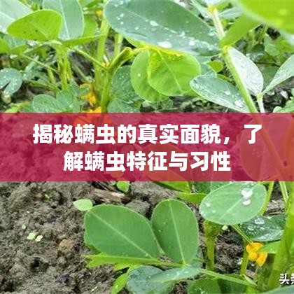 揭秘螨蟲的真實(shí)面貌，了解螨蟲特征與習(xí)性