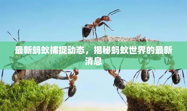 最新螞蟻捕捉動態(tài)，揭秘螞蟻世界的最新消息