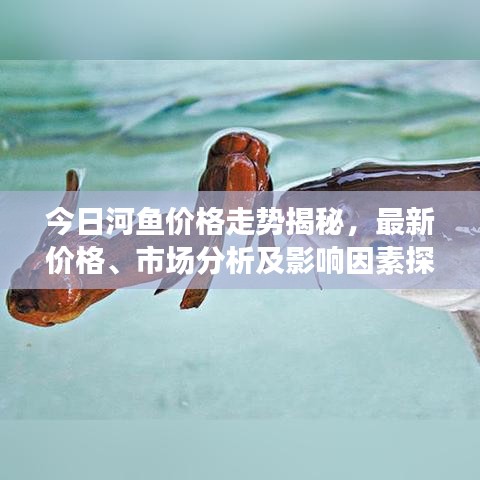 今日河魚價(jià)格走勢(shì)揭秘，最新價(jià)格、市場(chǎng)分析及影響因素探討