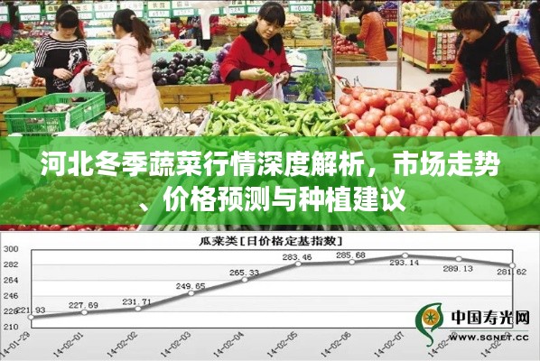 河北冬季蔬菜行情深度解析，市場走勢、價格預(yù)測與種植建議