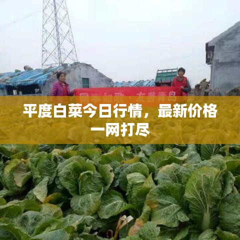 平度白菜今日行情，最新價格一網(wǎng)打盡