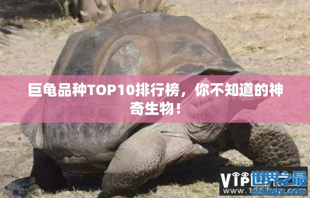 巨龜品種TOP10排行榜，你不知道的神奇生物！