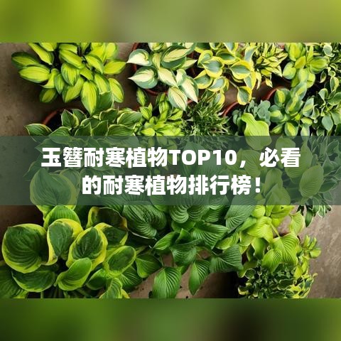 玉簪耐寒植物TOP10，必看的耐寒植物排行榜！