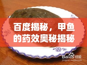百度揭秘，甲魚的藥效奧秘揭秘！