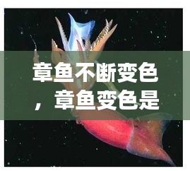 章魚不斷變色，章魚變色是主動(dòng)變異嗎 