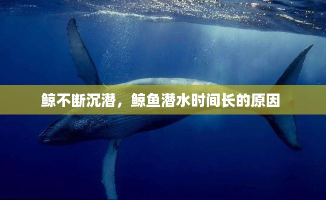 鯨不斷沉潛，鯨魚潛水時間長的原因 