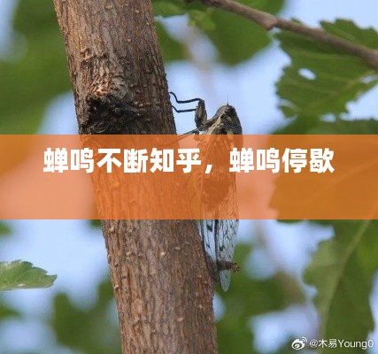 蟬鳴不斷知乎，蟬鳴停歇 