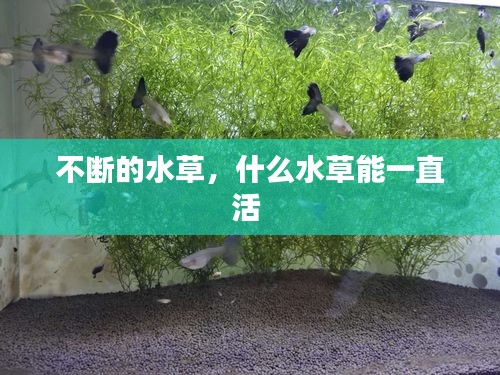 不斷的水草，什么水草能一直活 