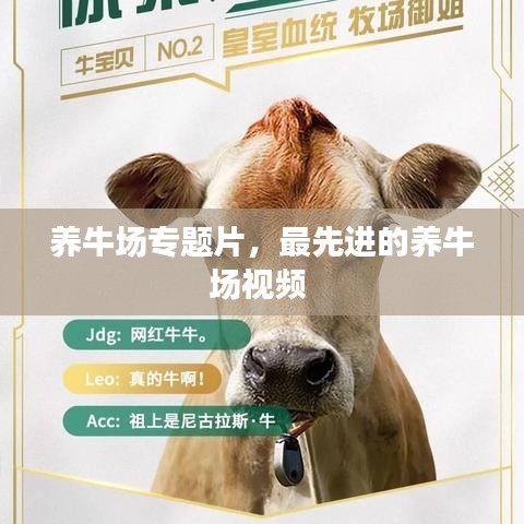 養(yǎng)牛場(chǎng)專題片，最先進(jìn)的養(yǎng)牛場(chǎng)視頻 