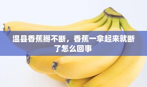 溫縣香蕉掰不斷，香蕉一拿起來就斷了怎么回事 
