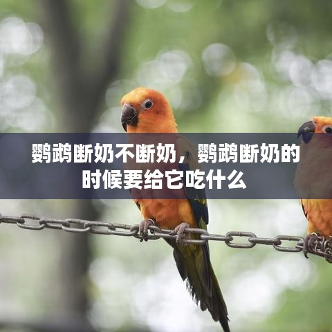 鸚鵡斷奶不斷奶，鸚鵡斷奶的時候要給它吃什么 