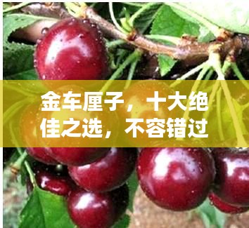 金車?yán)遄?，十大絕佳之選，不容錯過！