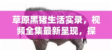 草原黑豬生活實錄，視頻全集最新呈現(xiàn)，探索黑豬草原生活的獨特魅力