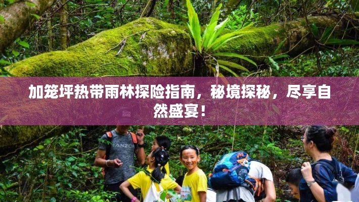 加籠坪熱帶雨林探險(xiǎn)指南，秘境探秘，盡享自然盛宴！