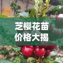 芝櫻花苗價(jià)格大揭秘，價(jià)值與種植成本全解析