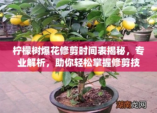 檸檬樹爆花修剪時(shí)間表揭秘，專業(yè)解析，助你輕松掌握修剪技巧