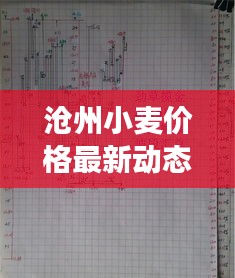滄州小麥價格最新動態(tài)，市場走勢與影響因素深度解析