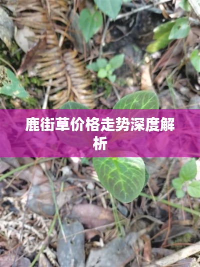 鹿街草價格走勢深度解析