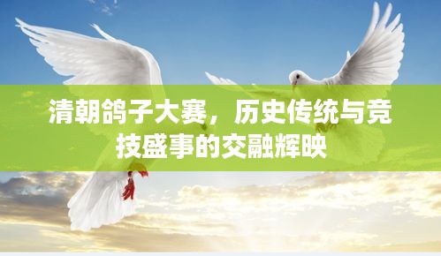 清朝鴿子大賽，歷史傳統(tǒng)與競技盛事的交融輝映