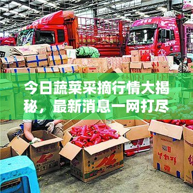 今日蔬菜采摘行情大揭秘，最新消息一網(wǎng)打盡
